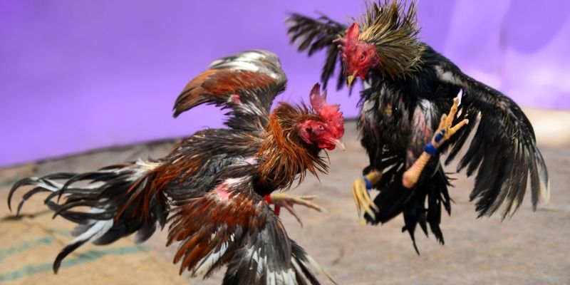 go 99 KM Game Bài 3d