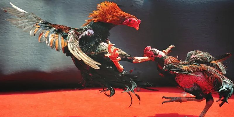 go 99 bắn cá h5 chơi ngay