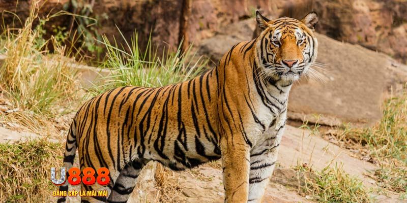 go 99 xổ số bình thuận