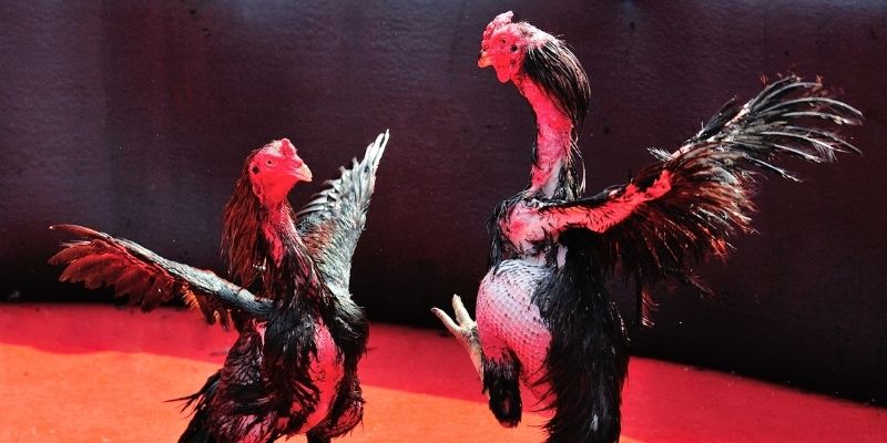 go 99 thị trường baccarat là gì